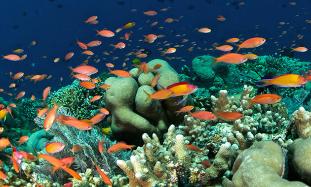 Taman Nasional Bunaken, Keindahannya Yang Mendunia