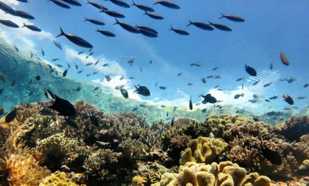 Taman Nasional Wakatobi, Cagar Biosfer Indonesia di Sulawesi Tenggara